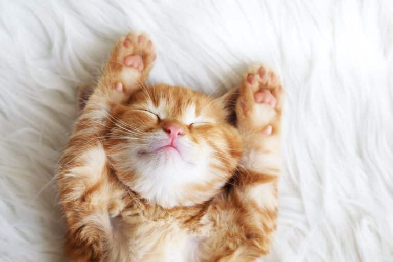 Les meilleurs DIY pour chats