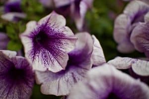 L’importance de l’entretien de votre jardin de balcon