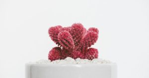 découvrez des idées de décoration minimaliste pour créer un intérieur épuré et élégant.