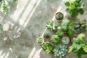 Ces 12 plantes stylées vont révolutionner votre intérieur : bonheur, surprise et élégance garantis !
