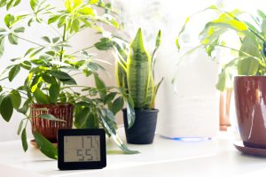 Assainissez votre maison : ces plantes d’intérieur méconnues qui éliminent la moisissure et purifient l’air