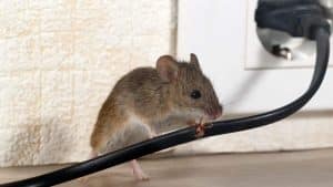 Ce mélange secret de bicarbonate et sucre élimine les souris en 24h pour une maison enfin sereine