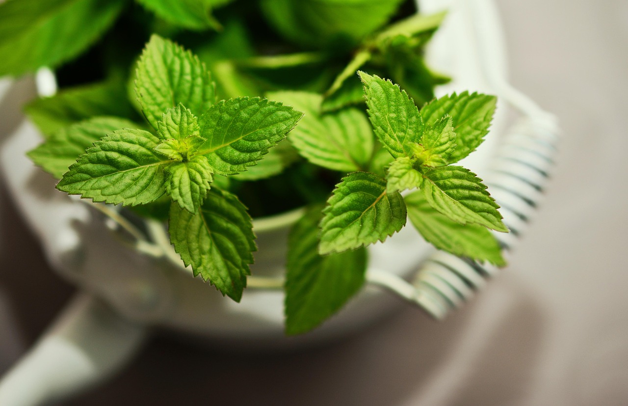 Ces 3 bienfaits de la menthe : un remède digestif, répulsif et apaisant qui va bouleverser votre quotidien