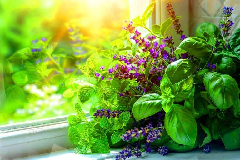 Ces pièges maison éliminent jusqu’à 80% des mouches et transforment votre été en oasis de tranquillité Ces pièges maison éliminent jusqu'à 80% des mouches et transforment votre été en oasis de tranquillité
