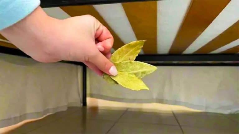 Glisser une feuille de laurier sous votre lit : ce rituel ancien séduit pour ses vertus apaisantes et énergétiques insoupçonnées Cette pratique millénaire avec des feuilles de laurier sous le lit pourrait transformer votre sommeil et attirer la fortune