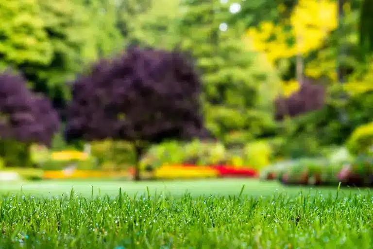 Ce geste simple mais méconnu pour un gazon parfait cet hiver : l’astuce de tonte qui évite le désastre