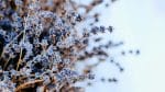 Préparez cette lavande à affronter l&rsquo;hiver : 3 secrets pour une floraison éclatante au printemps prochain