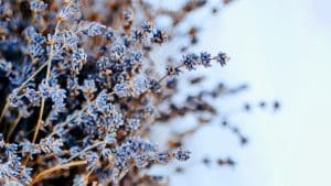 Préparez cette lavande à affronter l’hiver : 3 secrets pour une floraison éclatante au printemps prochain Préparez cette lavande à affronter l’hiver : 3 secrets pour une floraison éclatante au printemps prochain