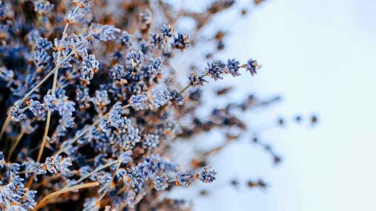 Préparez cette lavande à affronter l’hiver : 3 secrets pour une floraison éclatante au printemps prochain Préparez cette lavande à affronter l’hiver : 3 secrets pour une floraison éclatante au printemps prochain