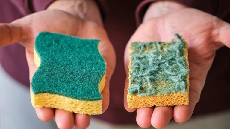 Transformez 1,6 milliard d’éponges jetées en alliées du jardin : découvrez comment vos plantes peuvent en bénéficier Transformez 1,6 milliard d’éponges jetées en alliées du jardin : découvrez comment vos plantes peuvent en bénéficier !