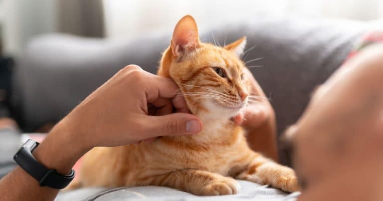 Ce vétérinaire révèle ses 5 conseils incontournables pour offrir à votre chat la vie la plus heureuse qui soit