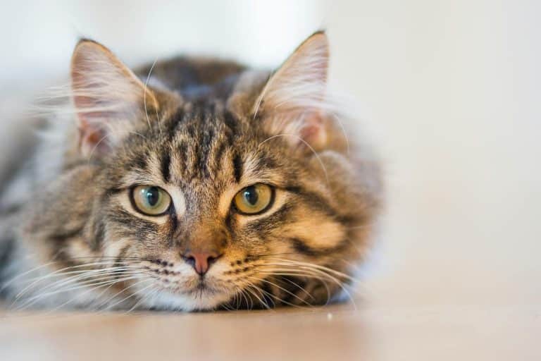 Votre chat cache-t-il une personnalité sociopathe ? Un test en 9 questions pour percer le mystère de son esprit Ce test étonnant révèle si votre chat cache l’âme d’un sociopathe : 9 questions pour percer le mystère fascinant de votre félin
