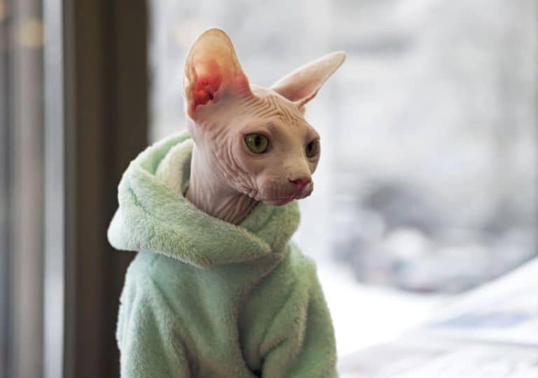 Ces 6 races de chats, particulièrement sensibles au froid, nécessitent une protection essentielle pour affronter l’hiver Ces 6 races de chats frileux comme jamais : un danger glacial menace leur survie, protégez-les à tout prix