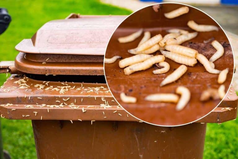 Ces astuces secrètes bannissent les asticots de votre poubelle comme par magie pendant les vagues de chaleur infernales