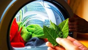 Cette astuce secrète avec 3 feuilles de laurier va transformer votre lessive en un nettoyage révolutionnaire