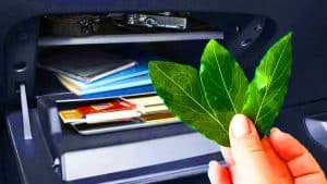 Cette astuce secrète des feuilles de laurier promet des voyages sans stress et sans nuisibles en voiture