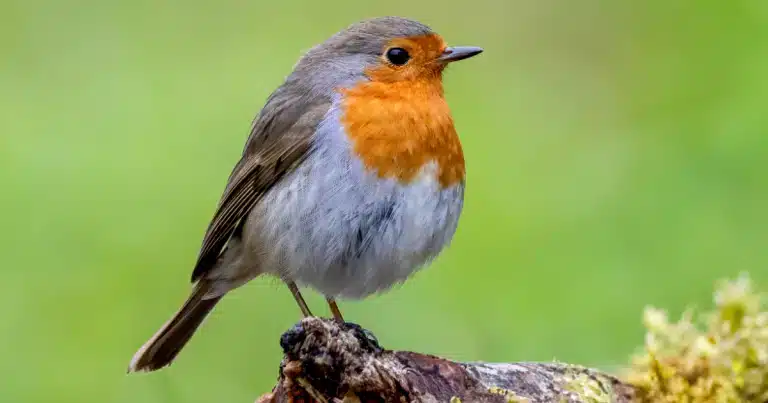 Ce fruit de saison déposé dans votre jardin attire les rouges-gorges tout l’hiver : l’astuce naturelle à ne pas manquer