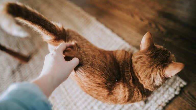 Le secret fascinant des chats : pourquoi ce geste mystérieux lors des caresses déclenche une réaction unique chez nos félins adorés Le secret fascinant des chats : pourquoi ce geste mystérieux lors des caresses déclenche une réaction unique chez nos félins adorés