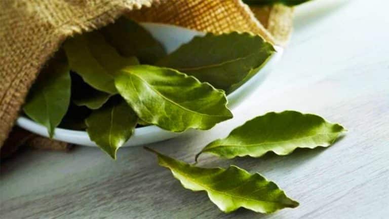 Pourquoi ces feuilles de laurier dans votre frigo la nuit ? Un secret ancestral aux effets surprenants vous attend Pourquoi ces feuilles de laurier dans votre frigo la nuit ? Un secret ancestral aux effets surprenants vous attend