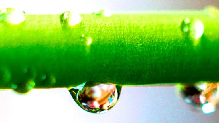 Ce secret d’arrosage vous promet des plantes éclatantes : découvrez quand et comment les hydrater pour un jardin resplendissant Ce secret d’arrosage vous promet des plantes éclatantes : découvrez quand et comment les hydrater pour un jardin resplendissant