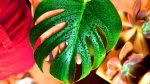 Ces 3 astuces révolutionnaires révèlent quand vos plantes crient soif : sauvez-les avant qu&rsquo;il ne soit trop tard