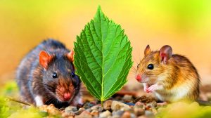 Cette feuille de laurier, 100% naturelle et économique, chasse rats et souris pour toujours : la solution miracle à portée de main
