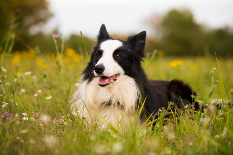 Découvrez ces 12 races de chiens surdoués qui surpassent l&rsquo;intelligence humaine, révélés par une étude scientifique étonnante et captivante