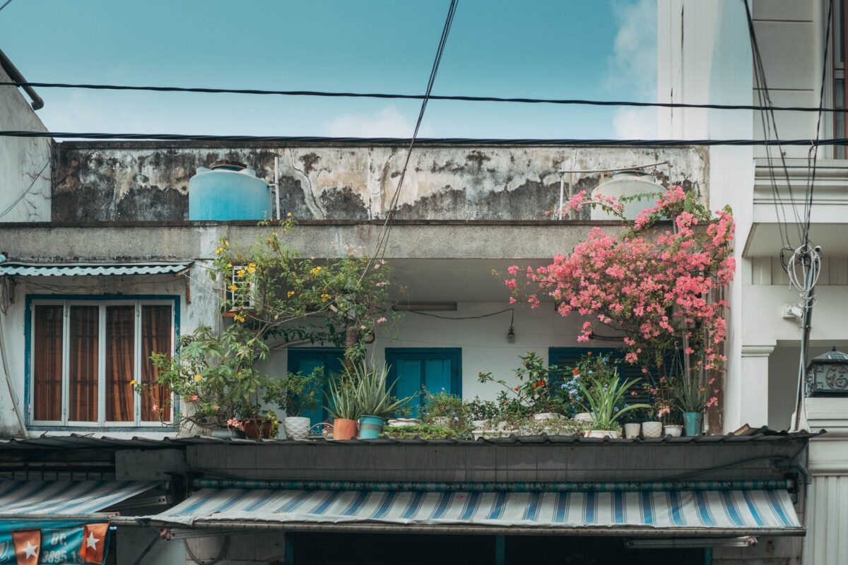 Les meilleures plantes pour purifier l’air et décorer naturellement