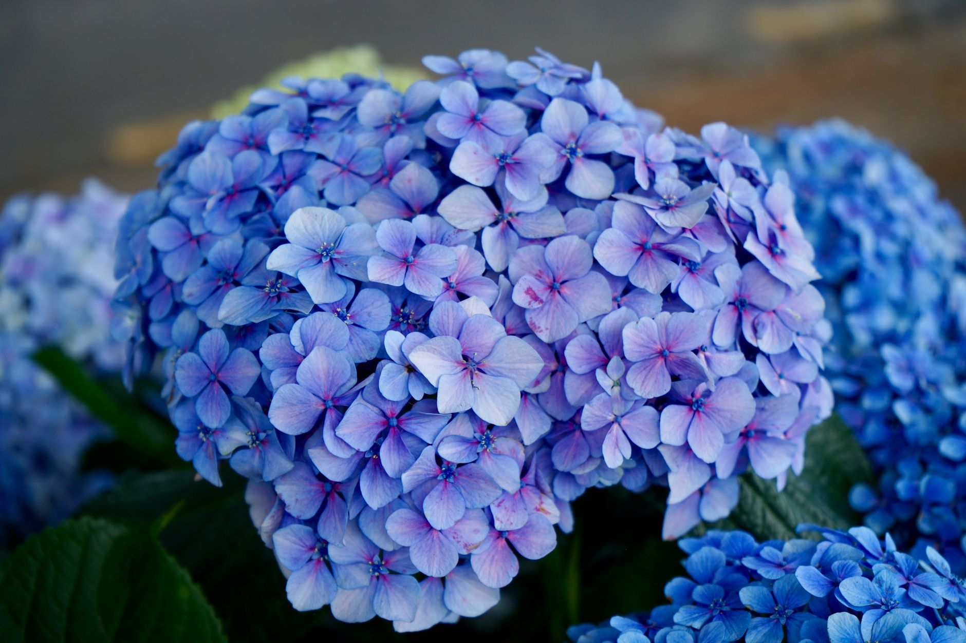 Marc de café et hortensias bleus : ce qui change vraiment la couleur